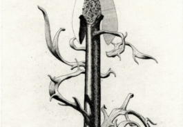 Louis Ziéglé